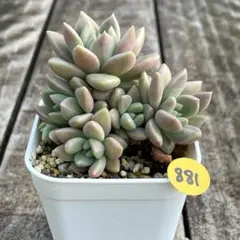 SALE❗️881 多肉植物　エケベリア　つぶつぶ屋　バブリー　群生　抜き苗❣️