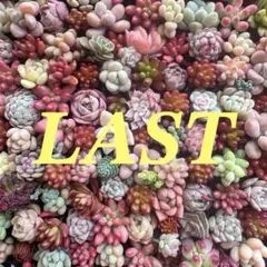 【40】多肉植物 ちびちびカット苗 詰め合わせ ちま寄せセット