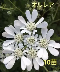 しずくちゃん様 リクエスト 2点 まとめ商品