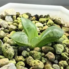 多肉植物 ハオルチア 裏般若x玉玲瓏 実生未繁殖苗 7cm鉢 未来立派苗
