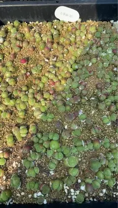 Yiki様確認専用ページ　取り寄せできます