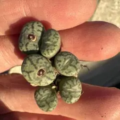 トイプマリー様 リクエスト 3点 まとめ商品