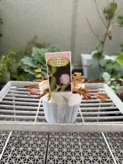 【観葉植物】おじぎそう(オジギソウ、おじぎ草)鉢ごと発送のサムネイル