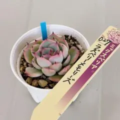 多肉植物 風の花 抜き苗 ミックスベリアおらいさん苗 - メルカリ