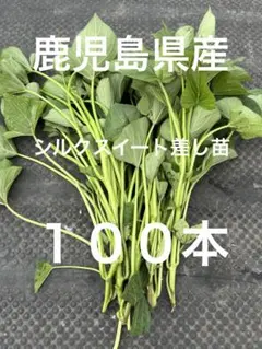シルクスイート 100本 新鮮さつまいも苗 無農薬 - メルカリ