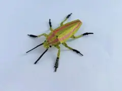 ヤマトタマムシ 【紙スプーン工作】