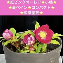 2026年最新】広瀬園芸の人気アイテム - メルカリ