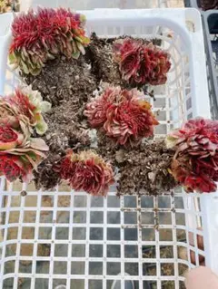 ❁.*mimi*.❁様 リクエスト 2点 まとめ商品