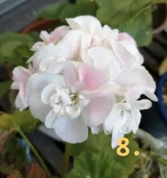 8.ゼラニウム 薔薇咲き ゼラニューム 白 花苗 1本 お花付き 匿名配送のサムネイル