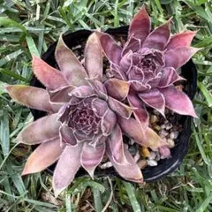 多肉植物 センペルビウム ストロベリーキウイ No.155【青】 - メルカリ