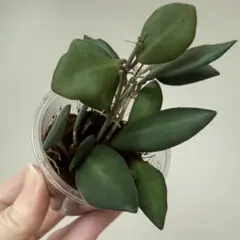 Hoya zambales 《メルカリ便》のサムネイル