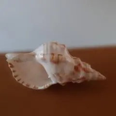 法螺貝 約45cm メルカリ最大級 法螺貝 極美品 大 約34cm 約0.7kg ホラガイ ホラ貝 ほら貝 ほらがい