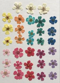押し花素材パック　コデマリ ミックス33個入（11色×3個）No1077