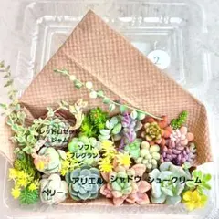 多肉植物 カット苗 No.1328 寄せ植えセット　カット苗セット　多肉弁当 ②