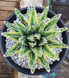 2025年最新】笹の雪 虎斑の人気アイテム - メルカリ