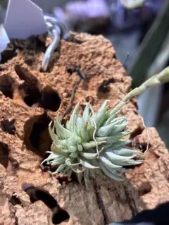 Tillandsia Renate (BRT) 速達発送 - メルカリ