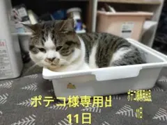 推しがとなりで寝てまして 1