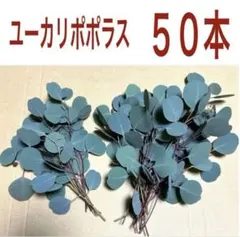 ユーカリ インテリア