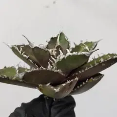 2026年最新】イランアガベの人気アイテム - メルカリ