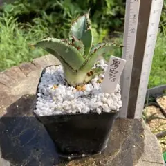 st様 リクエスト 2点 まとめ商品