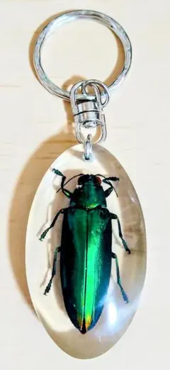 ヤマトタマムシ　55匹セット　昆虫標本 ヤマトタマムシ 55匹セット 昆虫標本 - メルカリ