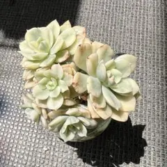 多肉植物　エケベリア　紅化粧錦