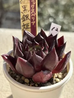 2026年最新】札付き おらいの人気アイテム - メルカリ