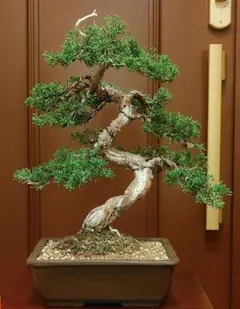 ハリツルマサキ盆栽（伊良部島産、小葉、荒皮性） ハリツルマサキ盆栽（伊良部島産、小葉、荒皮性） - メルカリ