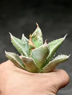 2025年最新】麻花 アガベの人気アイテム - メルカリ