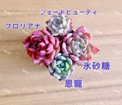 【レア品種】New☆4種類☆多肉植物4苗セット 土・根付きD