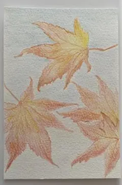 色鉛筆画ハガキサイズ紅葉