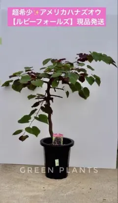 希少！紫ミルクフルーツ 接木苗 スターアップル 水晶柿 MILK FRUIT