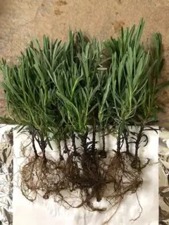 utatane様 リクエスト 2点 まとめ商品