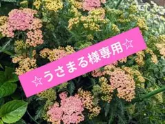 うさまる様専用です！