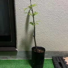 アビウ接木苗 大玉品種 - メルカリ