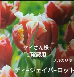 チューリップ球根 2種類ケイさん様 ご確認用
