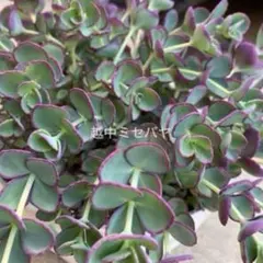 越中ミセバヤ カット苗 多肉植物 越中ミセバヤ カット苗 多肉植物