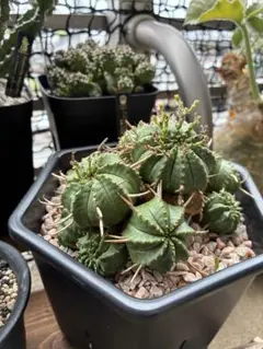 ユーフォルビア バリダ モンスト（群生株）鉢植え コーデックス 多肉植物 ユーフォルビア バリダ モンスト 実生 - メルカリ