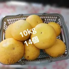 2026年最新】チャンドラポメロの人気アイテム - メルカリ