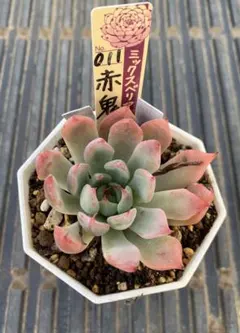 2025年最新】赤鬼おらいさんの人気アイテム - メルカリ