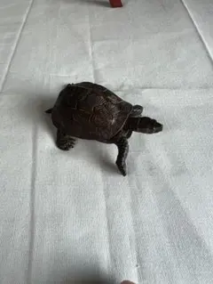 Item thumbnail for item c1a74254-c183-472a-bc8f-1de9e34460b2