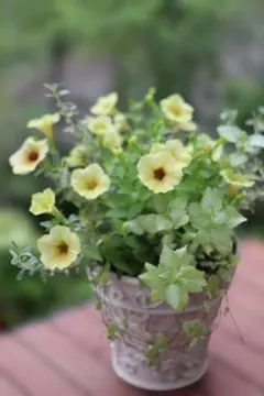 リユース籠お値引品】フィエスタとマジョレーのシンプル籠寄せ植え