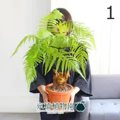 【現品】金毛狗（キンモウコウ）　6号　白鉢（1） 現品】金毛狗（キンモウコウ） 6号 白鉢（2） - メルカリ