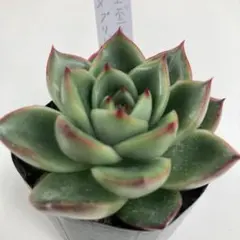 多肉植物 ラウリンゼ×ベルバラ 抜き苗 - メルカリ
