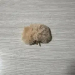 Item thumbnail for item 30f841f9-8cdb-46af-894c-a0f071588fce