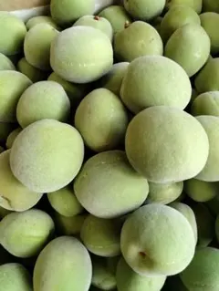 茨城県産 青梅 箱込み5kg (内容量約4.7kg) 青うめ