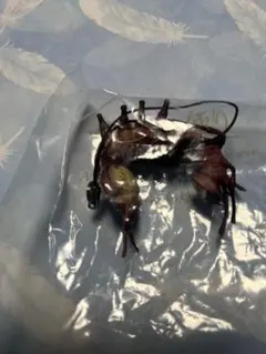 イモコレ2！イモムシストラップコレクション