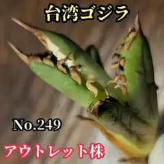 2025年最新】アガベ高級株の人気アイテム - メルカリ