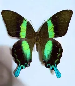 2026年最新】標本の人気アイテム - メルカリ