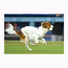 ドジャース デコピン フォト KGサイズ C